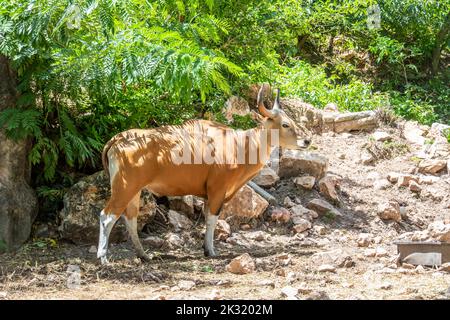 Nahaufnahme des weiblichen Banteng. Es ist eine Wildtierart, die in Südostasien gefunden wird. Gefunden auf Java und Bali in Indonesien; die Männchen sind schwarz Stockfoto