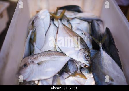 Frisch aus dem Meer. Ein Behälter gefüllt mit frisch gefangenem Fisch. Stockfoto