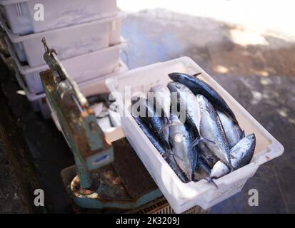 Kommen Sie und holen Sie sich Fisch auf dem Markt. Ein Behälter mit frisch gefangenem Fisch gefüllt. Stockfoto