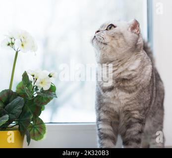 Neugierige Katze, die auf der Fensterbank neben blühender Topfgeranium läuft Stockfoto