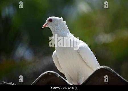 Reinweiße Taube Stockfoto