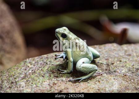 Der MINTGRÜNE goldene Giftfrosch (Phyllobates terribilis) ist ein Giftpfeilfrosch, der in den Regenwäldern Kolumbiens endemisch ist. Stockfoto