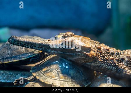 Ein Baby falsche Gharial. Es ist ein Süßwasser-Krokodil, der in Malaysia, Borneo, Sumatra und Java beheimatet ist. Es ist dunkel rötlich-braun oben mit dunkelbraun Stockfoto