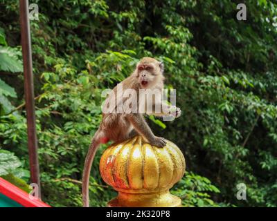 Affen in den batu Höhlen bei kuala lumpur Stockfoto