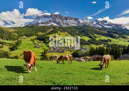 Luftaufnahme von Kühen, die im Grünen im Hintergrund von Gebäuden in Südtirol weiden Stockfoto