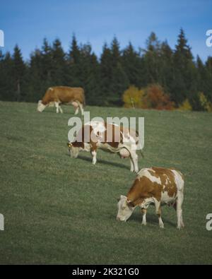 Ein Luftbild von Kühen, die im Grünen im Hintergrund dichter Bäume weiden Stockfoto