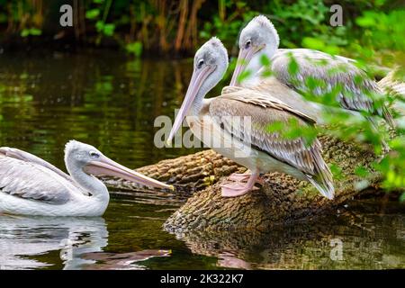 Gruppe von Pelikanen am Ufer des Sees und Schwimmen entspannt im Wasser. Stockfoto