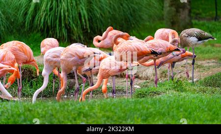 Gruppe von rosa Flamingo Vögel im See Fütterung. Stockfoto