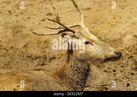 Hirsch voller Schlamm nach einem regnerischen Tag auf dem Feld, wo er lebt. Stockfoto