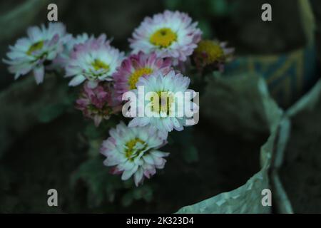 Kleine rosa Chrysantheme mit Blütenblättern. Rosa Chrysantheme Blumen und Holzzweig, Kamillenstrauß isoliert auf weißem Hintergrund, flach liegend, Draufsicht. Stockfoto