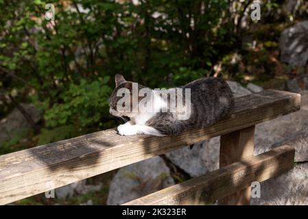 Hauskatze schläft auf einem Holzgeländer Stockfoto