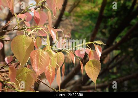 Junge, weiche und rosafarbene Bodhi-Baumblätter wachsen im Frühling vor dem vesak-Tag. Stockfoto