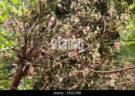 Junge, weiche und rosafarbene Bodhi-Baumblätter wachsen im Frühling vor dem vesak-Tag. Stockfoto