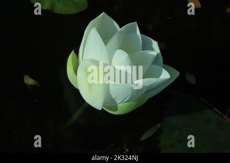Weiße Lotusblume oder Seerose. Lizenzfreies, hochwertiges Stockbild der weißen Lotusblume. Der Hintergrund ist Lotusblatt und Lotusknospe in einem Teich. Stockfoto