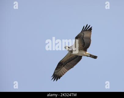 Fischadler, der unter blauem Himmel fliegt Stockfoto