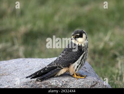 Eurasisches Hobby, Falco dubbuteu, ruhend auf Stein Stockfoto