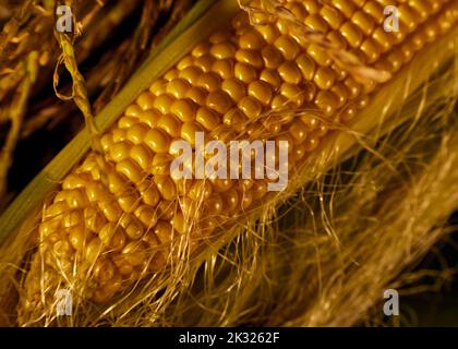 Foto einer Ähre aus Mais. Natürlicher Mais, der vom Feld gezupft wird. Herbsterntekonzept. Stockfoto