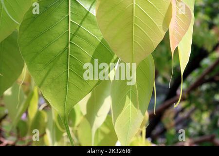 Junge, weiche und rosafarbene Bodhi-Baumblätter wachsen im Frühling vor dem vesak-Tag. Stockfoto