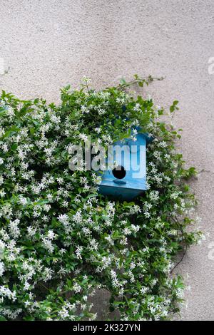 Blauer Futterhäuschen umgeben von langen Zweigen mit Blumen, die an der grauen Wand hängen und auf Vögel warten Stockfoto