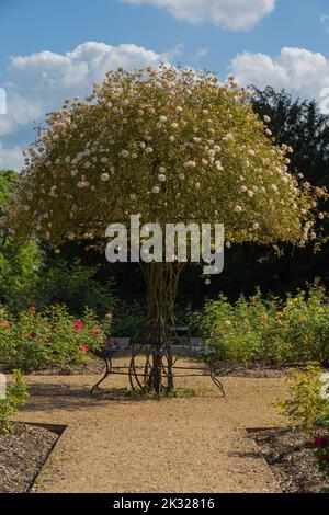 Großer Rosenbusch, der als kleiner Baum mit einer Bank an der Basis hoch gezüchtet wird. Befindet sich in der Mitte eines Rosengartens mit Kiesweg. Stockfoto