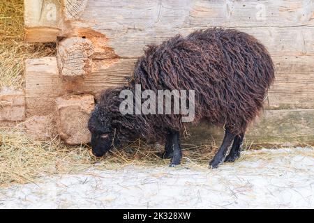 Braune Ziege mit großen Hörnern steht auf weißem Hintergrund und schaut auf die Kamera. Wintertag im rustikalen Dorf. Lamm- und Mutterschaffarm. Stockfoto