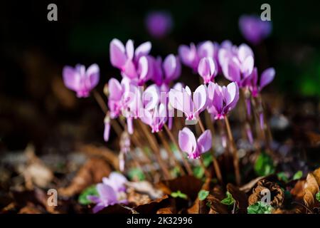 Ein im Herbst blühender Klumpen von hübschen rosa Cyclamen hederifolium (efeublättrige Cyclamen) in einem Garten in Surrey, Südostengland, Nahaufnahme Stockfoto