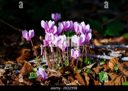 Ein im Herbst blühender Klumpen von hübschen rosa Cyclamen hederifolium (efeublättrige Cyclamen) in einem Garten in Surrey, Südostengland, Nahaufnahme Stockfoto