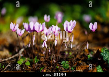 Ein im Herbst blühender Klumpen von hübschen rosa Cyclamen hederifolium (efeublättrige Cyclamen) in einem Garten in Surrey, Südostengland, Nahaufnahme Stockfoto