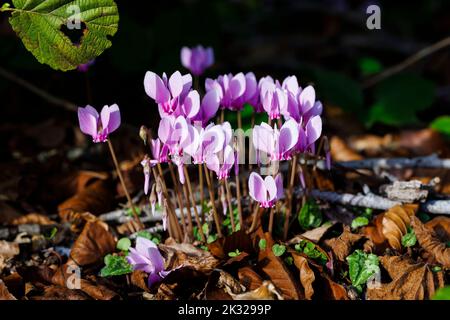 Ein im Herbst blühender Klumpen von hübschen rosa Cyclamen hederifolium (efeublättrige Cyclamen) in einem Garten in Surrey, Südostengland, Nahaufnahme Stockfoto