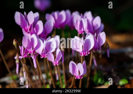 Ein im Herbst blühender Klumpen von hübschen rosa Cyclamen hederifolium (efeublättrige Cyclamen) in einem Garten in Surrey, Südostengland, Nahaufnahme Stockfoto