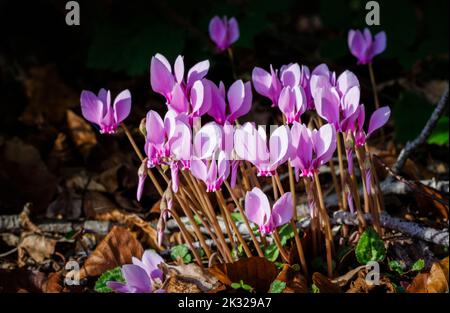 Ein im Herbst blühender Klumpen von hübschen rosa Cyclamen hederifolium (efeublättrige Cyclamen) in einem Garten in Surrey, Südostengland, Nahaufnahme Stockfoto