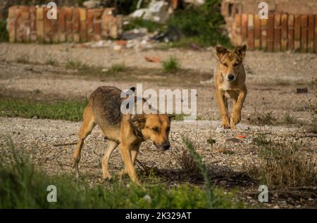 Zwei gelbe, streunende Hunde. Zwei gelbe, streunende Hunde am Stadtrand. Stockfoto