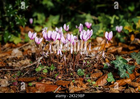 Ein im Herbst blühender Klumpen von hübschen rosa Cyclamen hederifolium (efeublättrige Cyclamen) in einem Garten in Surrey, Südostengland, Nahaufnahme Stockfoto