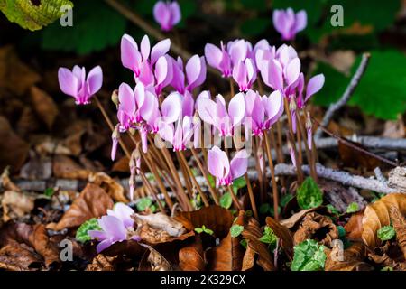 Ein im Herbst blühender Klumpen von hübschen rosa Cyclamen hederifolium (efeublättrige Cyclamen) in einem Garten in Surrey, Südostengland, Nahaufnahme Stockfoto