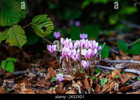 Ein im Herbst blühender Klumpen von hübschen rosa Cyclamen hederifolium (efeublättrige Cyclamen) in einem Garten in Surrey, Südostengland, Nahaufnahme Stockfoto