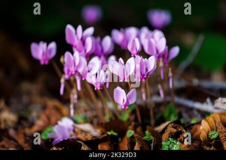 Ein im Herbst blühender Klumpen von hübschen rosa Cyclamen hederifolium (efeublättrige Cyclamen) in einem Garten in Surrey, Südostengland, Nahaufnahme Stockfoto