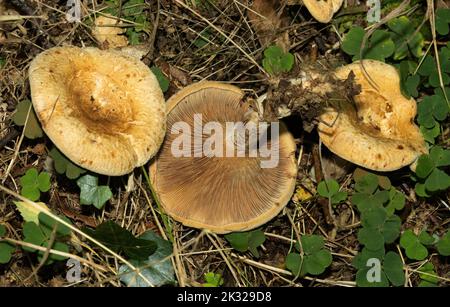 Die markante, deprimierte Kappe und die ockerfarbenen Kiemen des tödlichen Brown Rollrim erleichtern die Identifizierung. Aber bei Einnahme potenziell tödlich Stockfoto