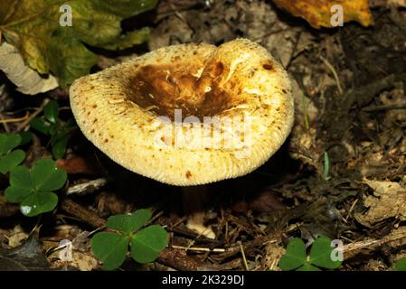 Der Brauner Rollrim ist ein sehr giftiger Pilz und ein häufiger Herbstpilz in Laubwäldern. Während sie reift, entwickelt sich im Zentrum der Kappe eine Depression Stockfoto