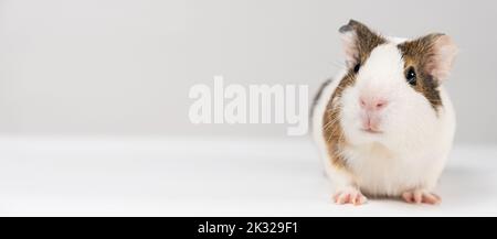 Ein kleines Meerschweinchen im Alter von 2 Monaten sitzt auf weißem Hintergrund Stockfoto