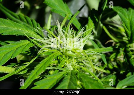 Eine Nahaufnahme der blühenden Marijuana-Pflanze mit frühen weißen Blüten Stockfoto