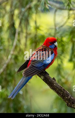 Crimson Rosella thront in einem Baum im Regenwald (wissenschaftlicher Name - Platycercus elegans) Stockfoto