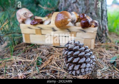 Frisch gepflückte Pilze aus dem Wald im Korb Stockfoto