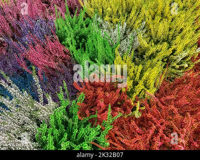 Junge bunte Heide im Herbst Stockfoto