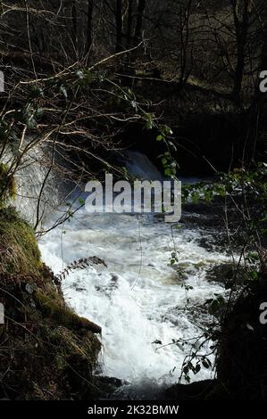 Wehr in der Afon Mellte in der Nähe der alten Gunpowder Werke, Pontneddfechan. Stockfoto