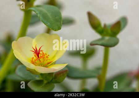 Detail der weißen purslanen Blüten (Portulaca grandiflora) im Garten Stockfoto