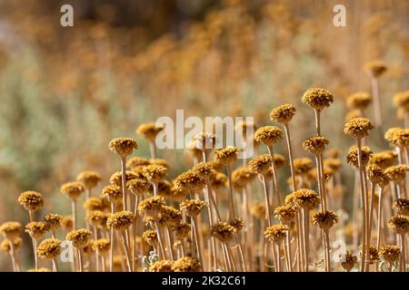 Feld von getrockneten gelben Blüten von Immortelle oder ewig (Helichrysum arenaria) durch Abendlicht beleuchtet Stockfoto