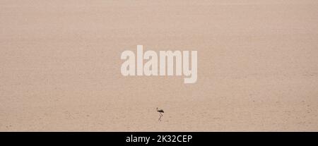 Entferntes Bild des Solitaire Flamingos, der im Spätsommer auf einem völlig trockenen See in Andalusien (Spanien) läuft Stockfoto