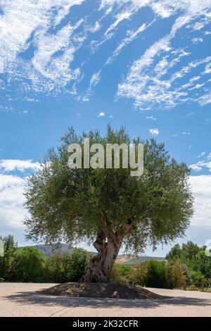 Vertikales Foto eines schönen einsamen Olivenbaums mit blauem Himmel und Zirruswolken im Hintergrund Stockfoto