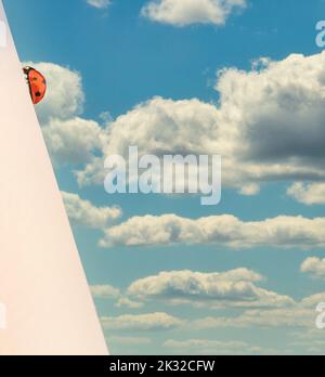 Rote Marienkäfer klettert eine weiße Wand hinauf mit dem blauen Himmel mit Wolken im Hintergrund Stockfoto