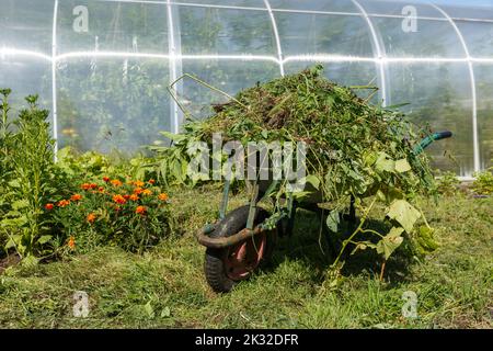 Schubkarre im Gemüsegarten. Gartenwagen im Küchengarten mit gemähtem Gras gefüllt. Unkraut im Garten reinigen. Stockfoto